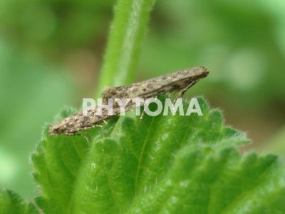 Tuta absoluta